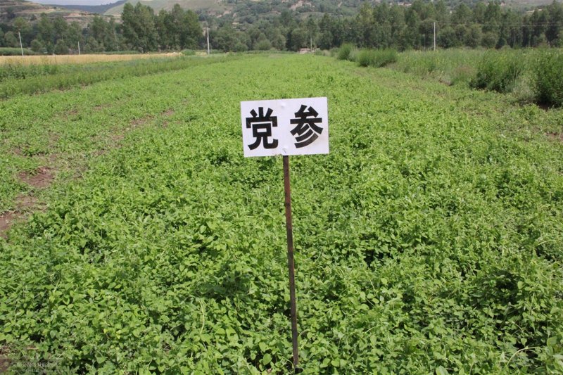 长白山中药材：滋养千年的天然宝库