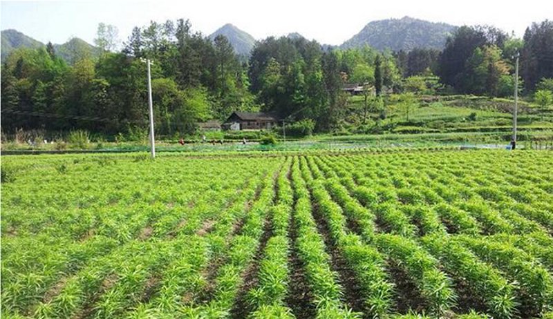 吉林中药饮片选购指南