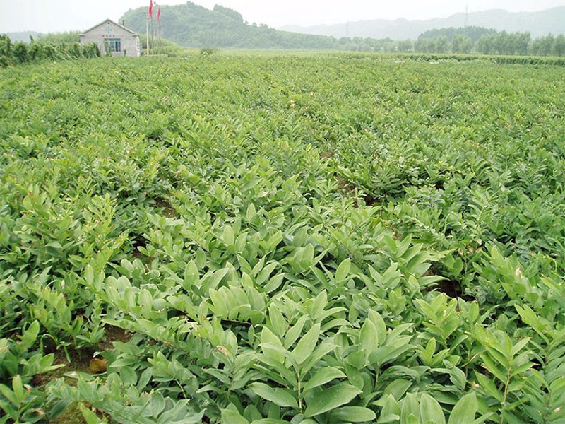 吉林中药饮片选购指南